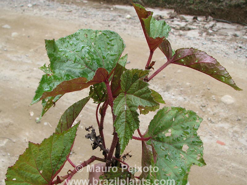 B. semidigitata